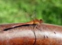 IMG_6580